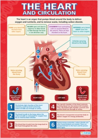 The Heart and Circulation (Picture) : Science Poster