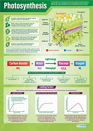 Photosynthesis (Picture) : Science Poster